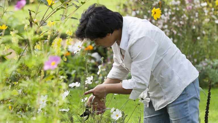 A volunteer holding secateurs leans down to prune a white-flowering cosmos plant in a colourful border